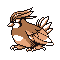 Pidgeotto